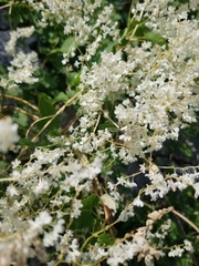 Fallopia baldschuanica