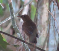 Turdus hauxwelli