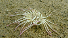 Condylactis aurantiaca