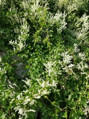 Fallopia baldschuanica