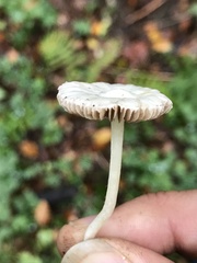 Inocybe geophylla