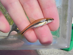 Notropis heterolepis