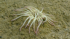 Condylactis aurantiaca