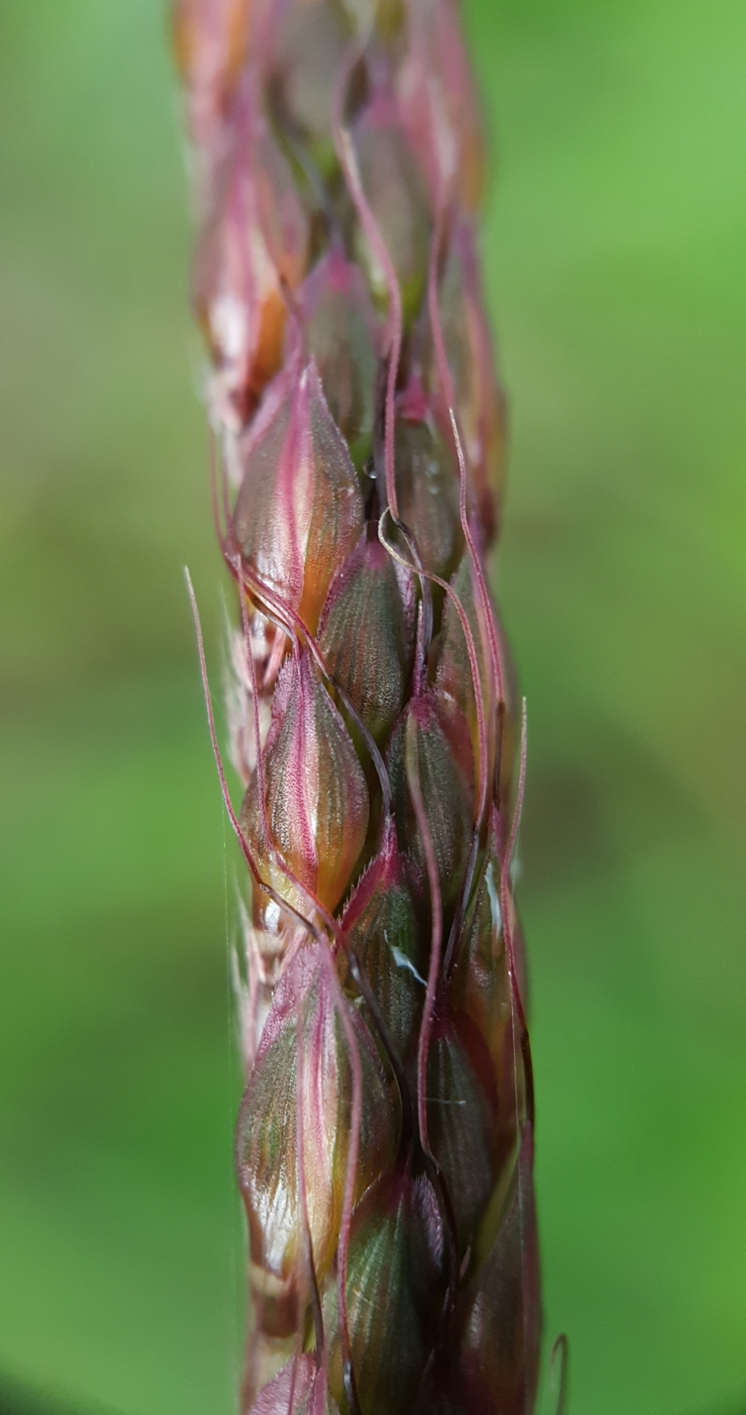(c) François Rousseu, certains droits réservés (CC BY-NC) https://www.inaturalist.org/observations/97251613