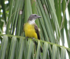 Sulphury Flycatcher photo 5