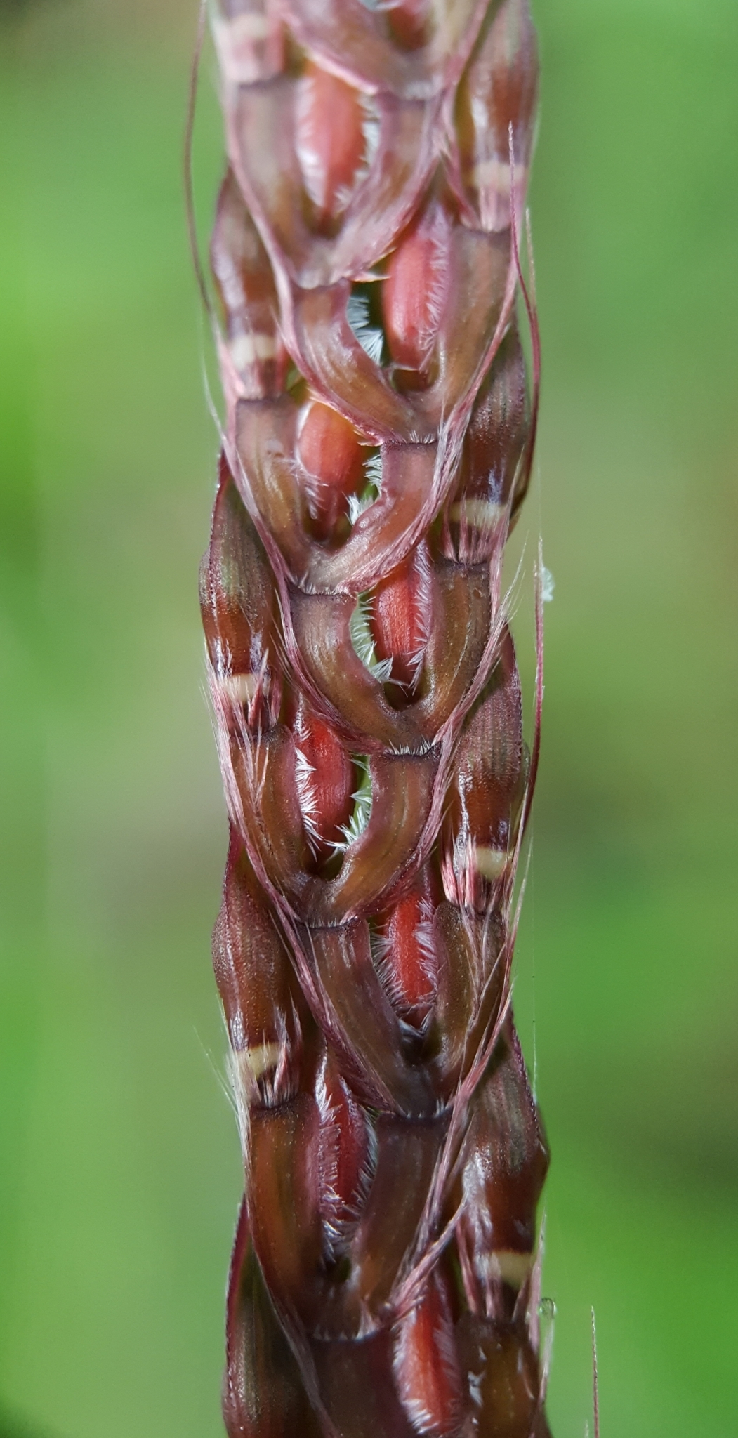 (c) François Rousseu, certains droits réservés (CC BY-NC) https://www.inaturalist.org/observations/97251613