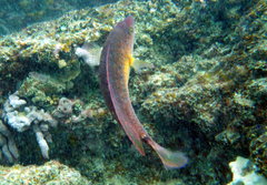 Austrolabrus maculatus