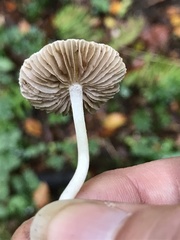 Inocybe geophylla