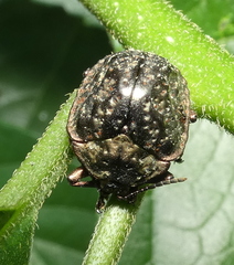 Polychalca aerea