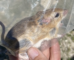 Gerbilliscus leucogaster