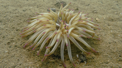 Condylactis aurantiaca