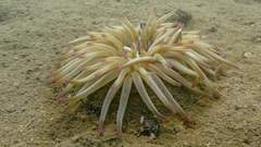 Condylactis aurantiaca