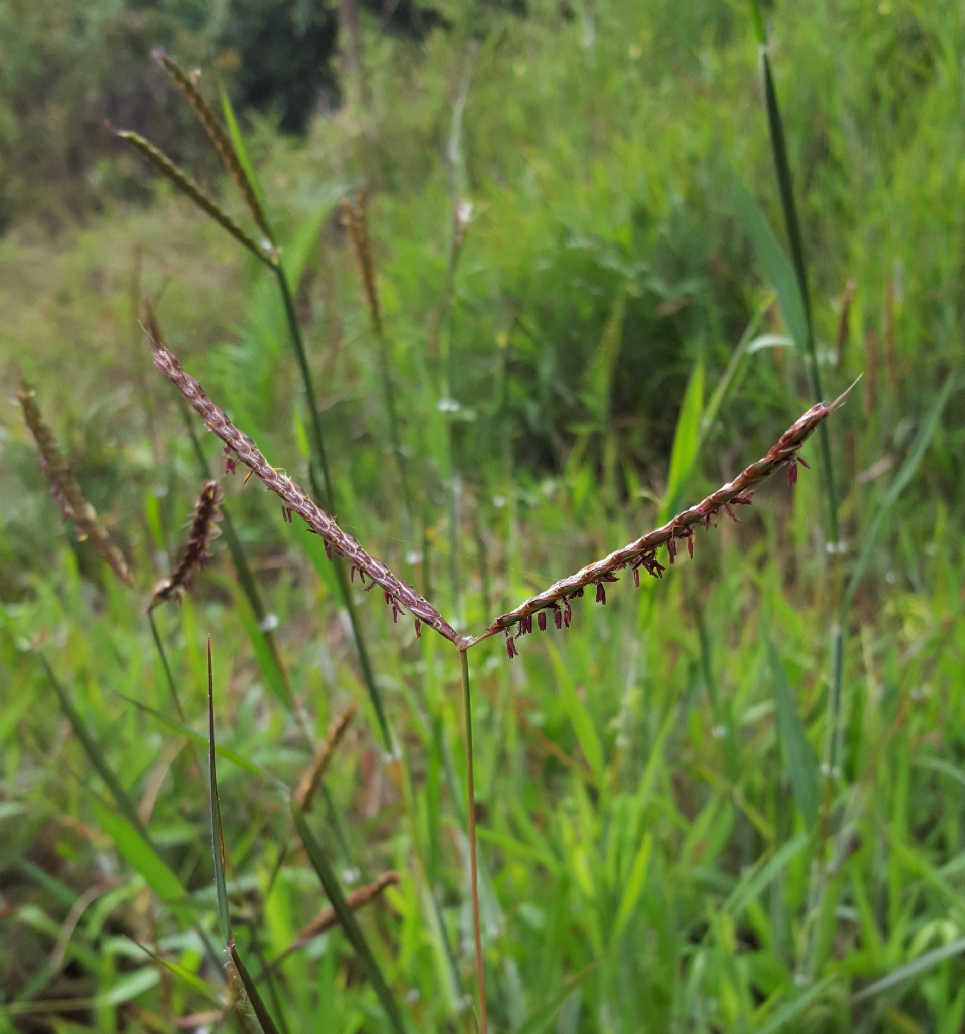 (c) François Rousseu, certains droits réservés (CC BY-NC) https://www.inaturalist.org/observations/97251613