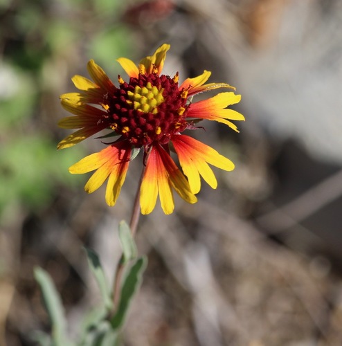 bandanna daisy (Gaillardia coahuilensis)