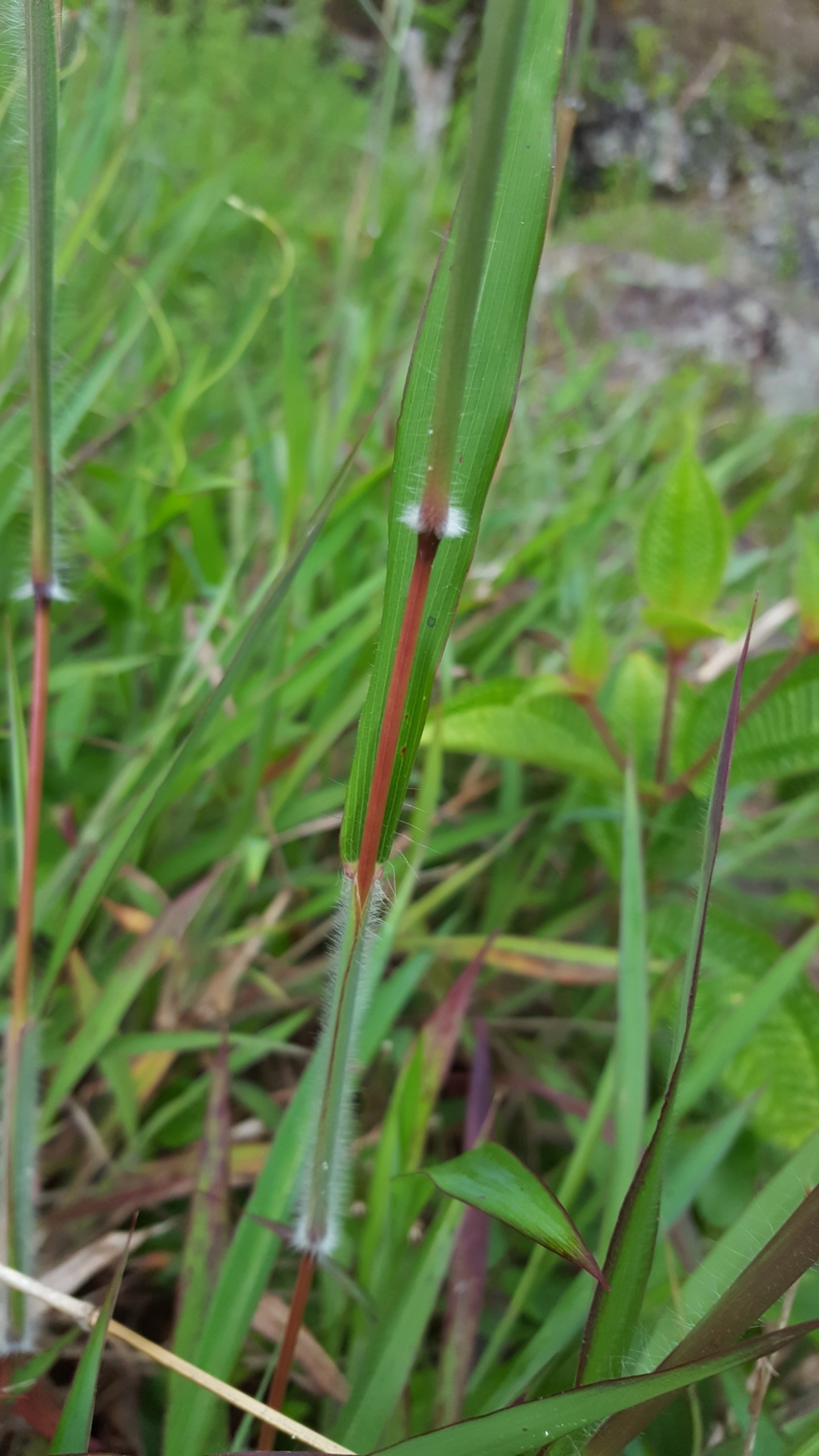 (c) François Rousseu, certains droits réservés (CC BY-NC) https://www.inaturalist.org/observations/97251613