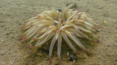 Condylactis aurantiaca