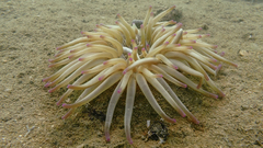 Condylactis aurantiaca