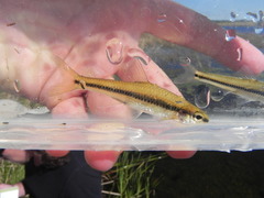 Notropis heterolepis