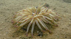 Condylactis aurantiaca