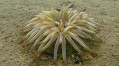 Condylactis aurantiaca