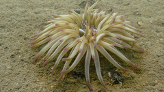 Condylactis aurantiaca