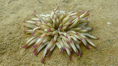 Condylactis aurantiaca