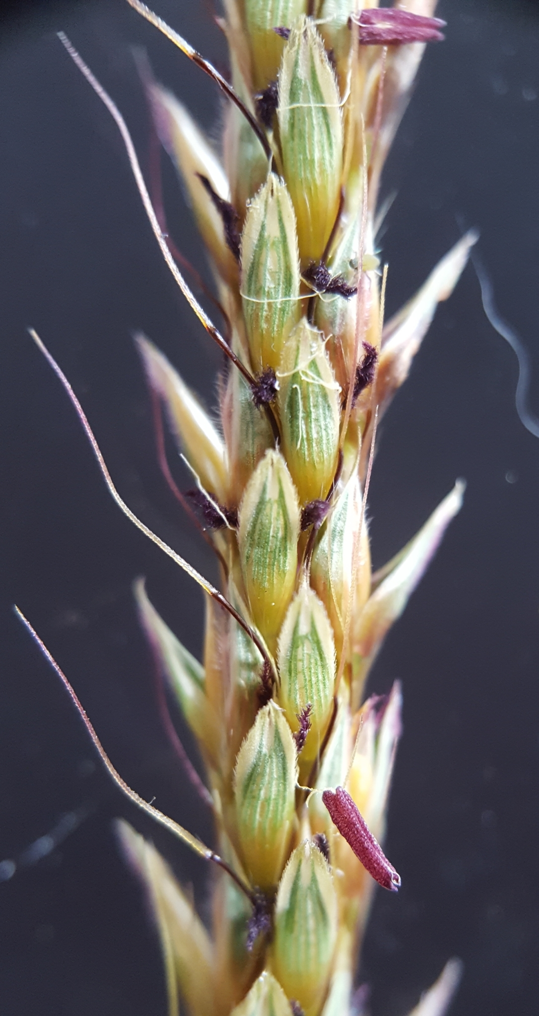 (c) François Rousseu, certains droits réservés (CC BY-NC) https://www.inaturalist.org/observations/97251613