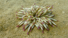 Condylactis aurantiaca