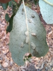 Dryomyia lichtensteinii