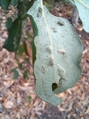 Dryomyia lichtensteinii