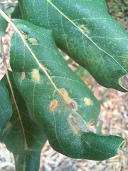 Dryomyia lichtensteinii