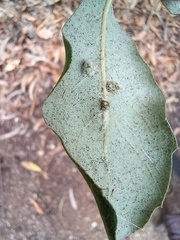 Dryomyia lichtensteinii