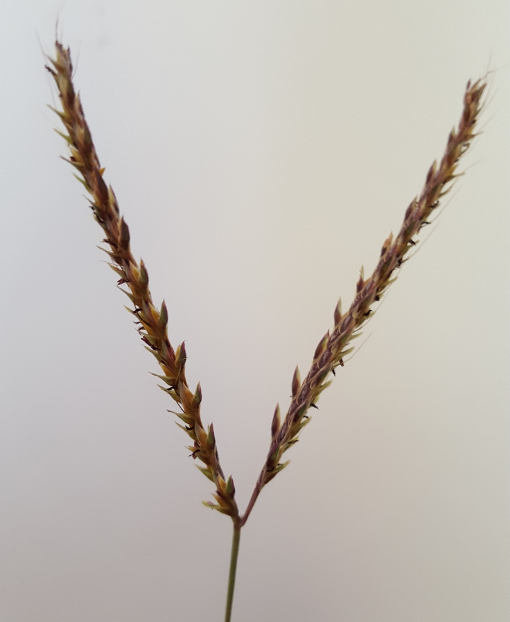 (c) François Rousseu, certains droits réservés (CC BY-NC) https://www.inaturalist.org/observations/97251613