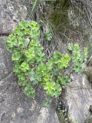 Pelargonium sublignosum, photograph (c) Matt Berger, some rights reserved (CC BY)