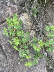 Pelargonium sublignosum, photograph (c) Matt Berger, some rights reserved (CC BY)