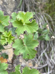 Pelargonium sublignosum, photograph (c) Matt Berger, some rights reserved (CC BY)