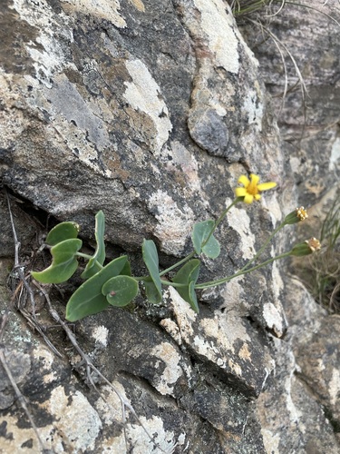 Image of Climbing Babooncabbage by (c) Matt Berger, some rights reserved (CC BY)
