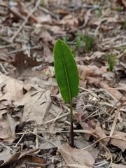 Silphium terebinthinaceum