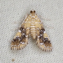 Elophila nebulosalis