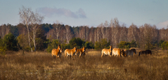Equus ferus przewalskii