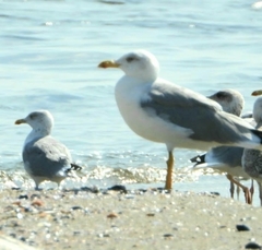 Larus michahellis