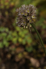 Allium rupestre