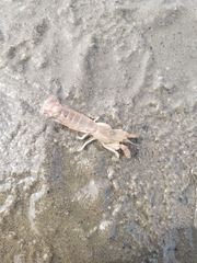 Upogebia affinis