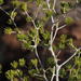 Asparagus laricinus - Photo (c) Tony Rebelo, algunos derechos reservados (CC BY-SA), subido por Tony Rebelo