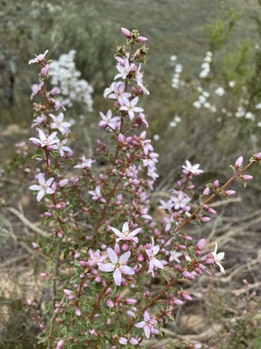 Agathosma betulina, photograph 3