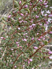 Agathosma betulina, photograph (c) Matt Berger, some rights reserved (CC BY)