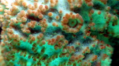 Uniophora granifera
