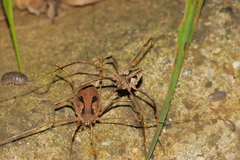 Bidentolophus bidens