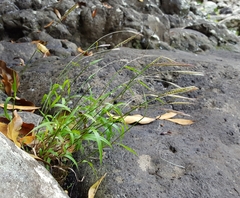 Ischaemum koleostachys