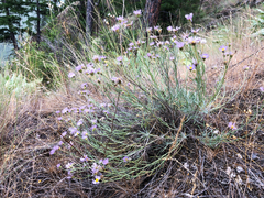 Erigeron filifolius